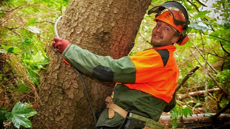 Bethmann Garten- und Landschaftsbau Baumfaellung