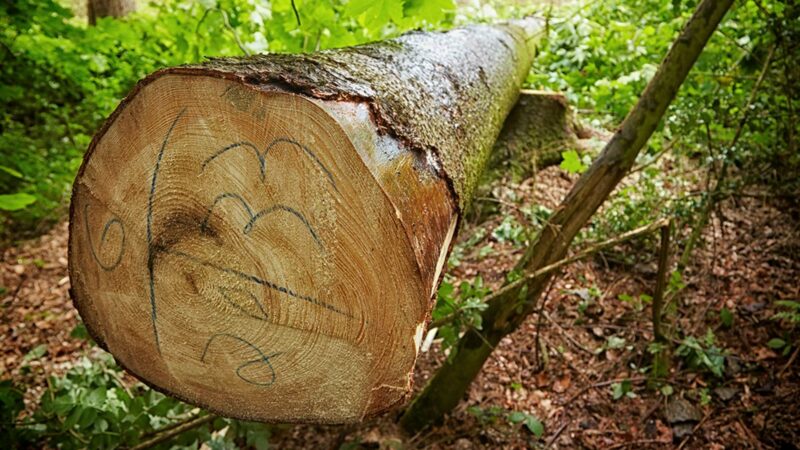 Bethmann Garten- und Landschaftsbau Baumfaellung