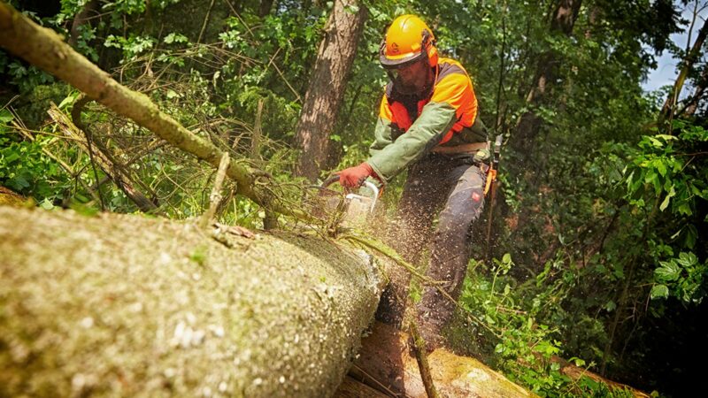 Bethmann Garten- und Landschaftsbau Baumfaellung